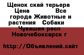 Щенок скай терьера › Цена ­ 20 000 - Все города Животные и растения » Собаки   . Чувашия респ.,Новочебоксарск г.